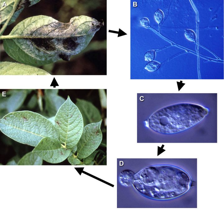 Identifying the Pathogen USABlight A National Project on Tomato