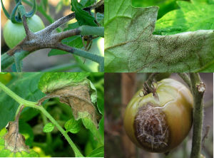 late blight tomatoe