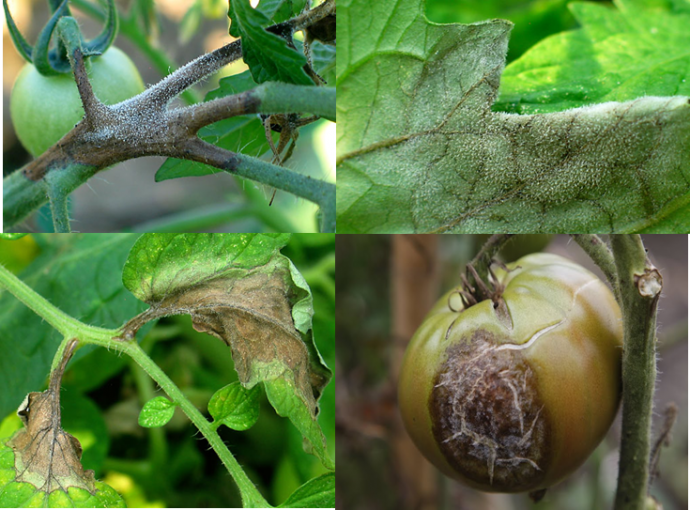 should you cut off blight on tomatoes