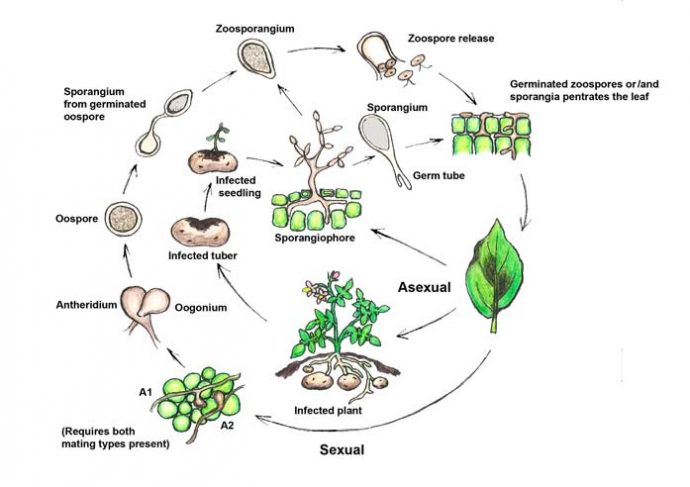 late blight disease cycle